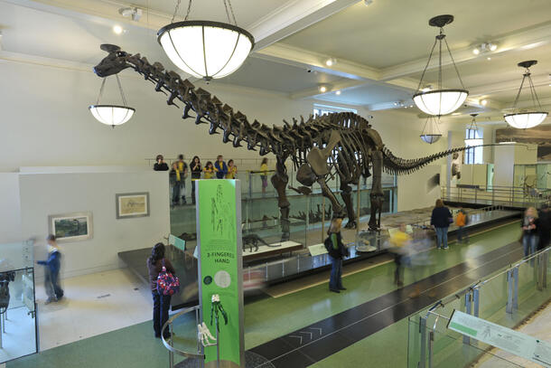 Full length Apatosaurus skeleton, on display in the Museum's hall.