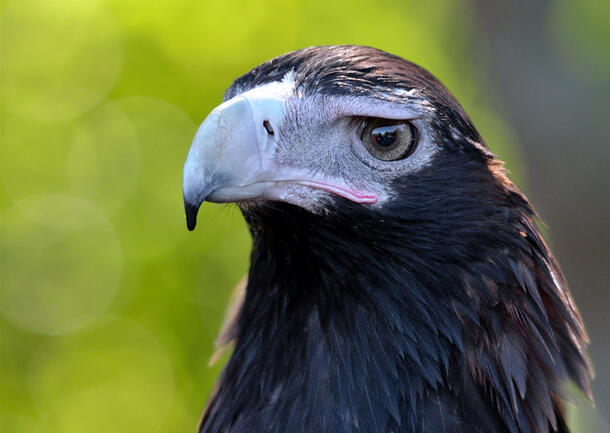 Close-up of wedge-tailed eagle's head showcasing its large eye.