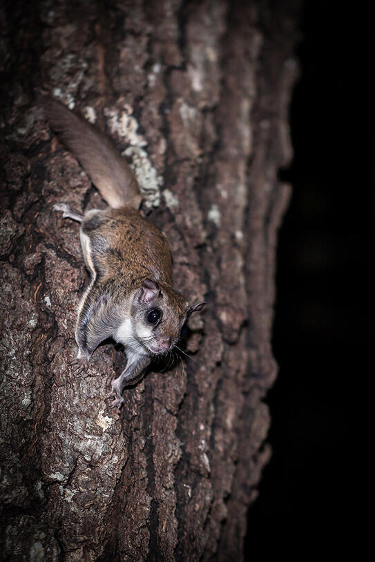 Flying squirrel perches on the trunk of a tree.