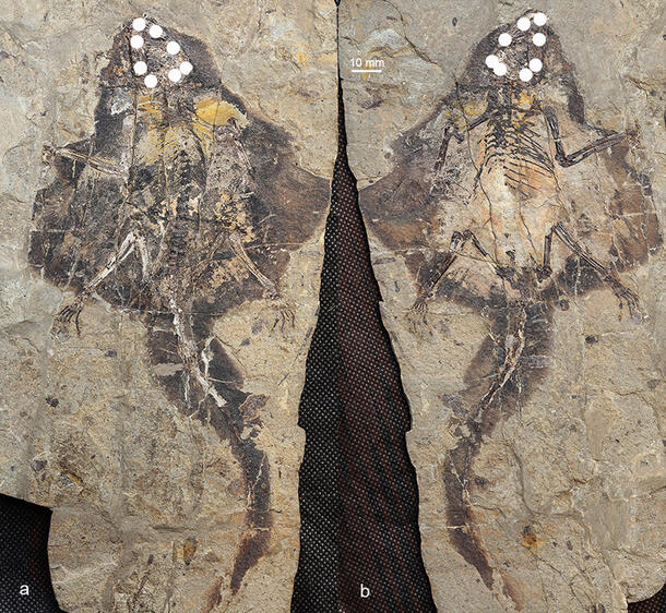 Side-by-side dorsal and ventral view of gliding mammal fossil.