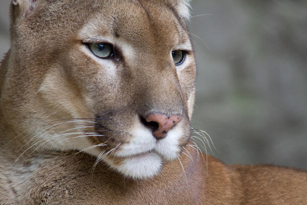 Closeup of a cougar's face, highlighting its whiskers.