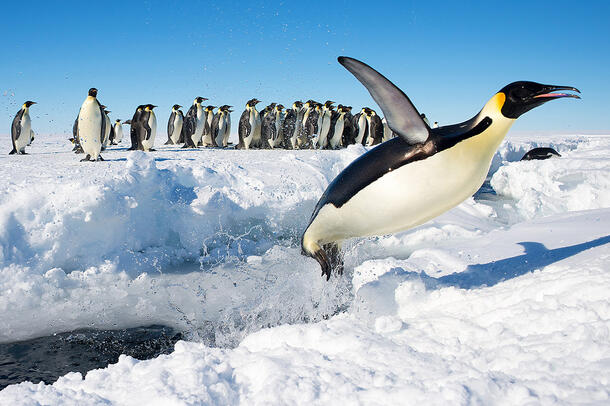 Penguin leaps out of water across a snowy bank and a group of penguins stand in the background.