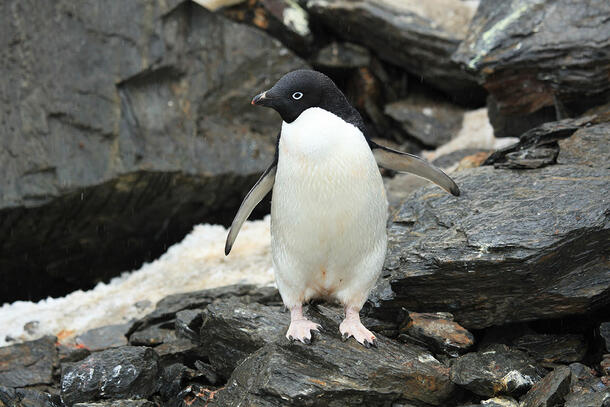 Penguin stands on a rocky outcrop.