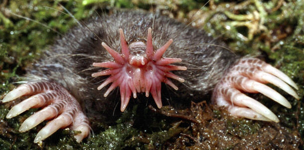 Close-up of star-nosed mole's face and front paws.
