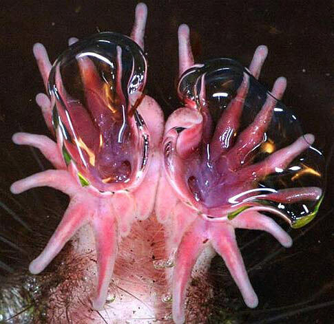 Air bubbles form on the finger-like tentacles of a star-nosed mole's nose.