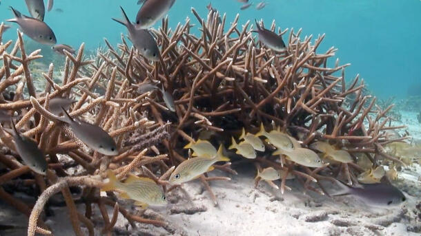 Fish swim through clumps of spiked coral lining the sandy ocean floor.