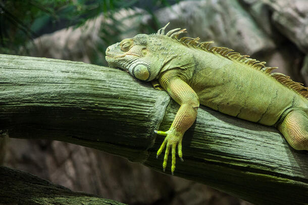 Iguana with eyes closed rests on a horizontally-positioned plant stalk.