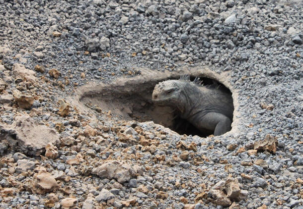 Iguana pokes its head out of a hole that has been dug into the pebbly dirt.
