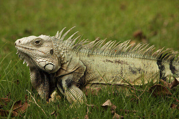 Iguana rests in a grassy area with a few dried leaves in the foreground.