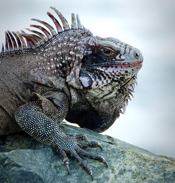 VIew of an iguana's spiny head and neck and clawed front leg as it rests on a rock.