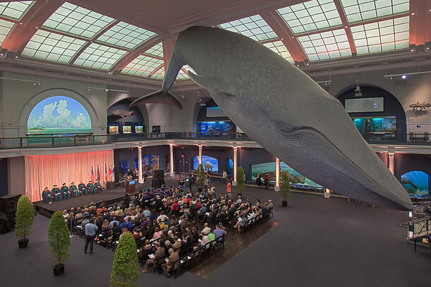 Large group of people seated in chairs below the Museum's life-sized blue whale model, which hangs from the ceiling.