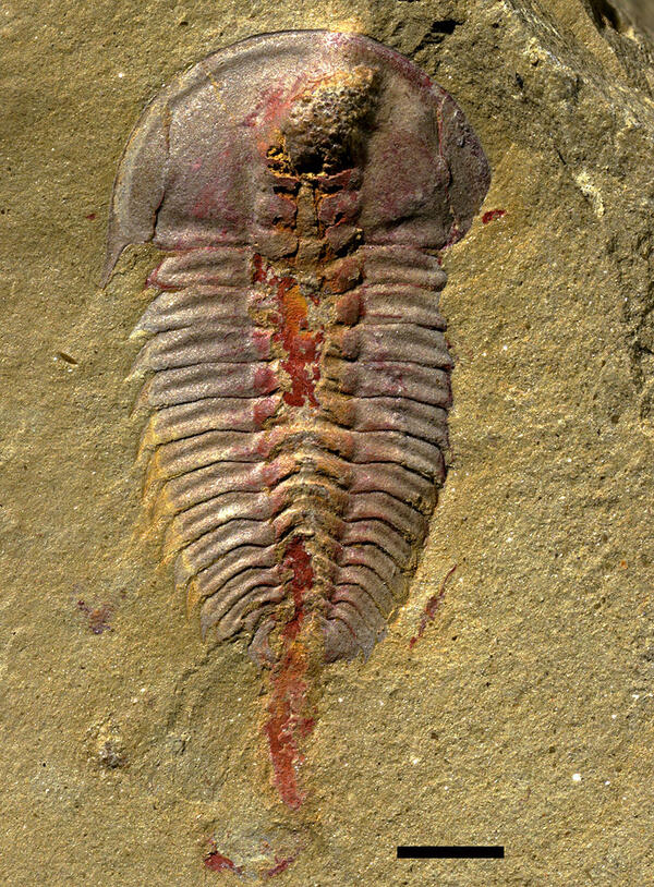 Embedded triolbite fossil with oxides that trace the digestive system.