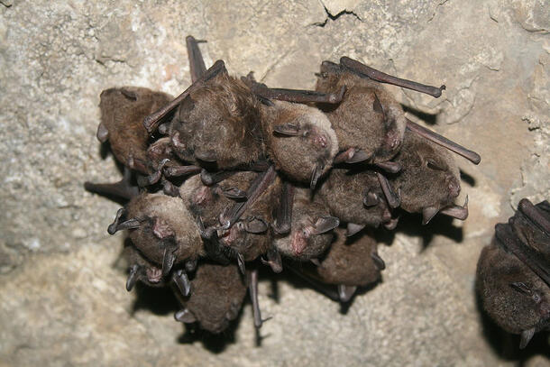 14 or more bats with eyes closed and wings folded huddle on top of one another in a cluster.