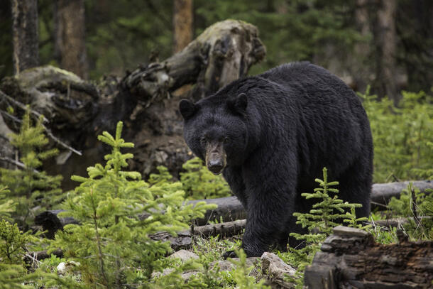 Black bear in a forest walks on all fours past fallen trees and new evergreen growth.