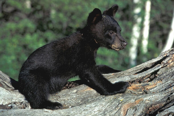 Small black bear cub balances on all fours on the trunk of a fallen tree.