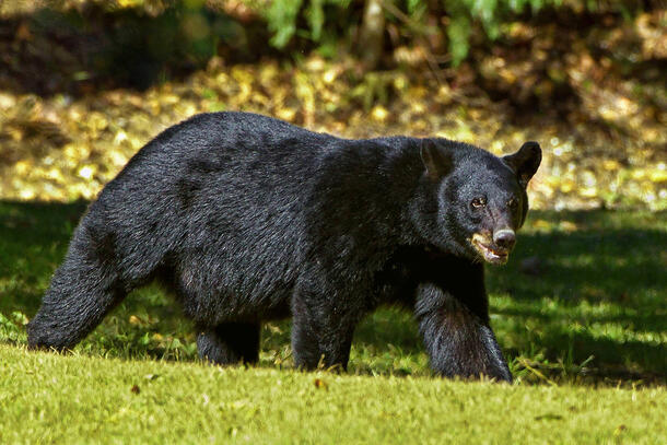 Black bear walks through a grassy field on a sunny day.