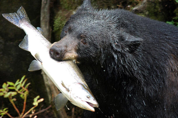 Water drips off a black bear's head as it holds a freshly caught salmon in its mouth.