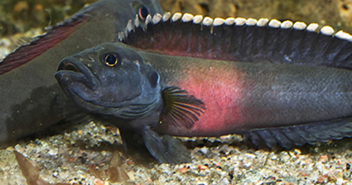 River Rapids as Hotspots of Species Diversity | AMNH