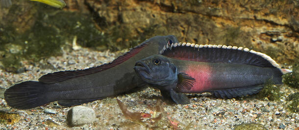 Two chichlids hover close to one another along the pebbly river bottom, larger rocks on view in the background.