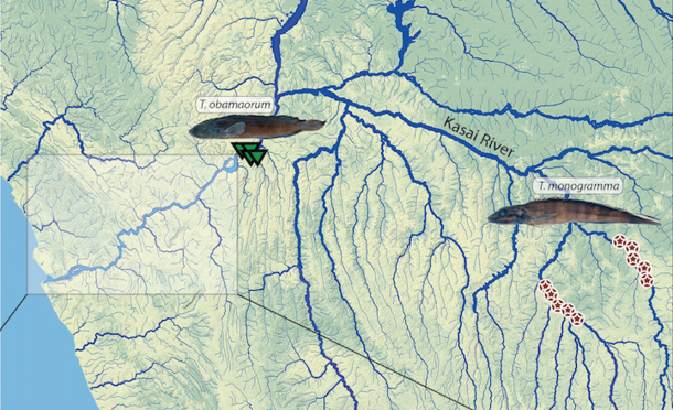 Map of the Kasai River shows it's many branches, and images of cichlids are placed on the map to designate their locations.
