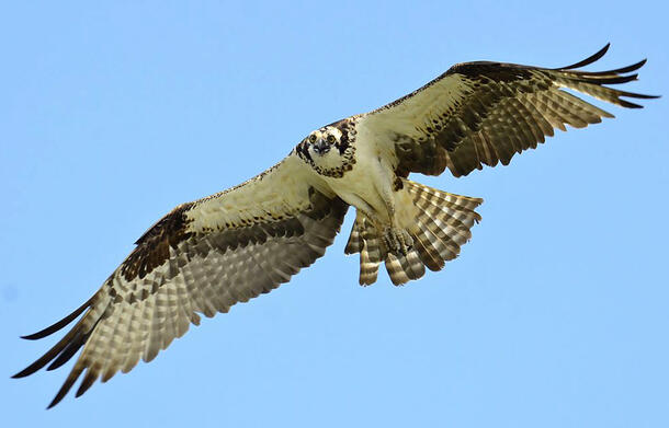 Osprey flies through the sky with wings completely extended.