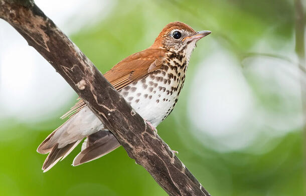 Wood thrush perches on a branch in front of a leafy background. 