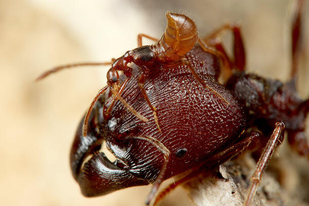 The smaller-sized rove beetle stands on the head of the worker ant.