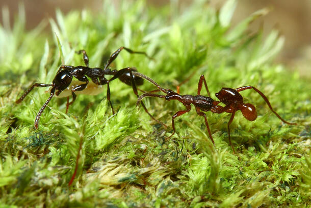 Similarly structured rove beetle and ant walk across a patch of grass. 