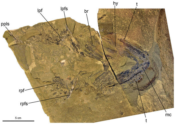 Detailed view of the Doliodus problematicus fossil, with a text overlay of letters and lines pointing to specific areas of the specimen.