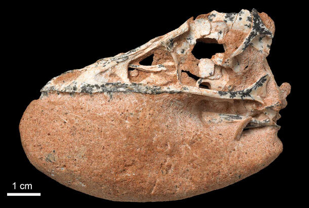 The skull of Almas ukhaa as seen from the left side.