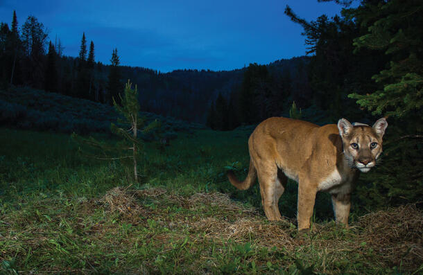 Female puma stands at the edge of a mountaintop forest in the gathering dusk.