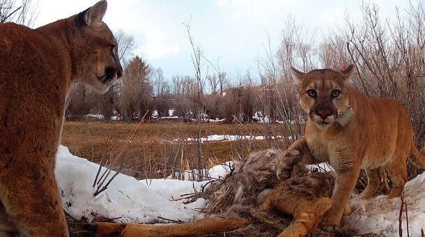 Female puma stands over the carcass of a hooved animal, while a young male approaches.