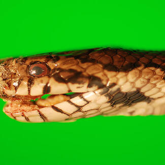 Closeup of the head of a milk snake, highlighting deterioriating scales on its nose and mouth.