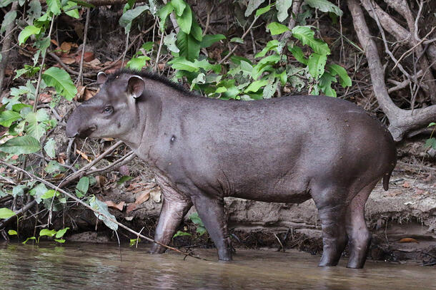 South American Tapir stands in ankle deep water at the edge of a tree-laden area.