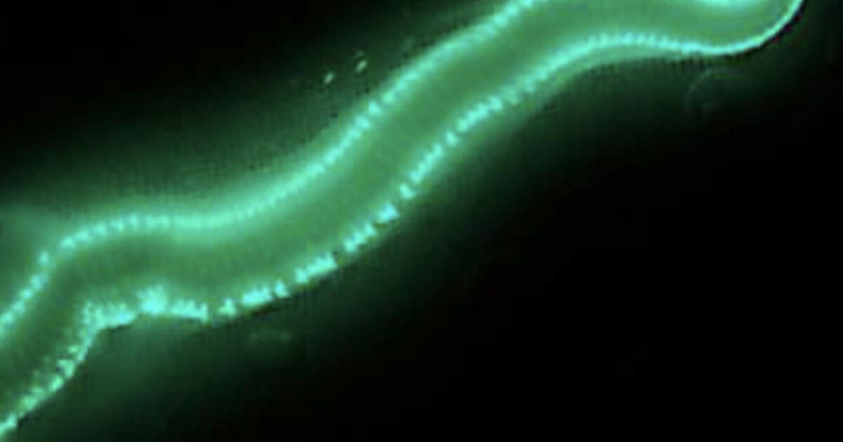 Study Illuminates Genes Behind Beautiful "Glow" of Bermuda