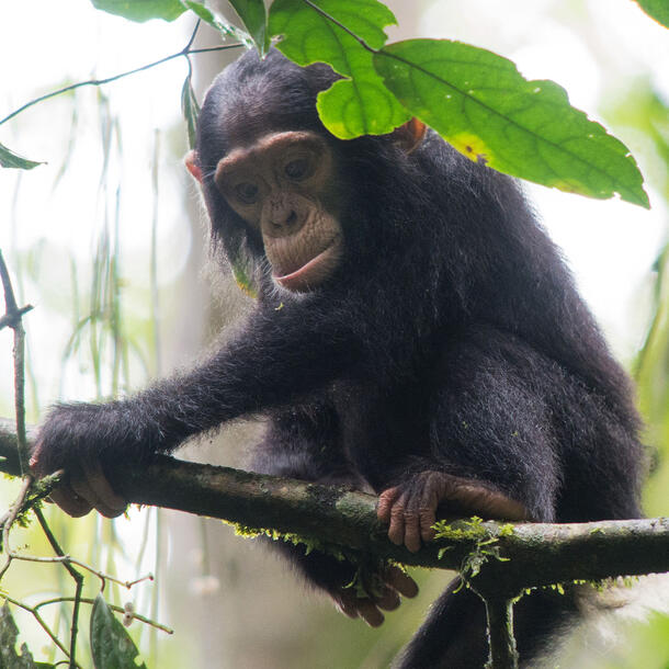 Young chimpanzee sits on a tree branch in Kibale Forest.