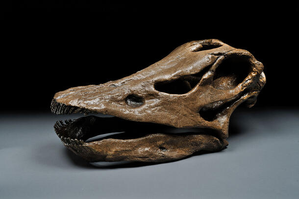 Diplodocus skull.