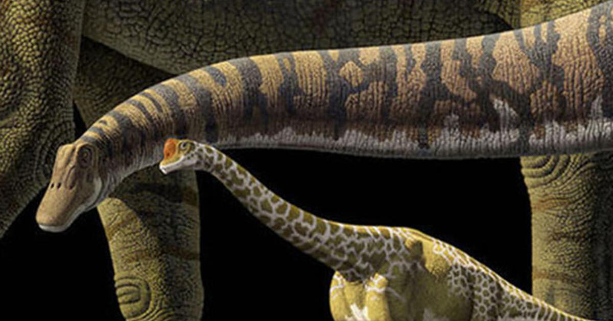 Sauropods Guide: Apatosaurus, Diplodocus and More | AMNH