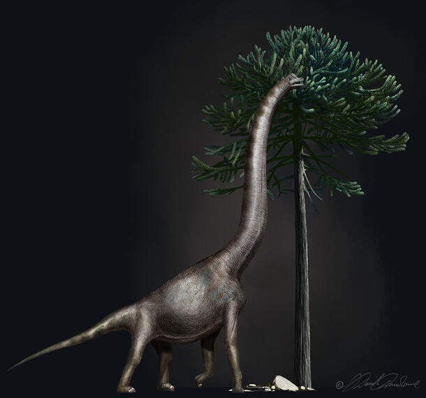 Rendering of a brachiosaurus stretching its long neck up to the top of an Araucaria tree to grab a bit of its leaves.