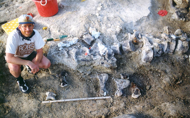 Ruler placed next to partially excavated bones to demonstrate their large size.