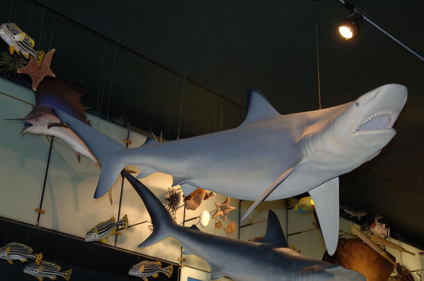 Model of a bull shark hangs from the ceiling in the Museum's Hall of Biodiversity.