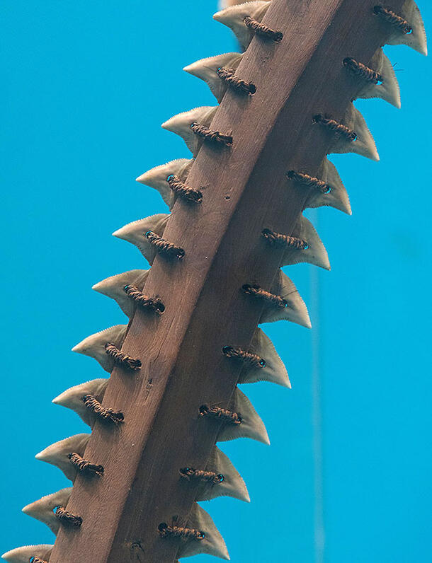 Two rows of four pointy shark teeth are attached to a twine-wrapped wooden shaft, creating a sharp weapon.