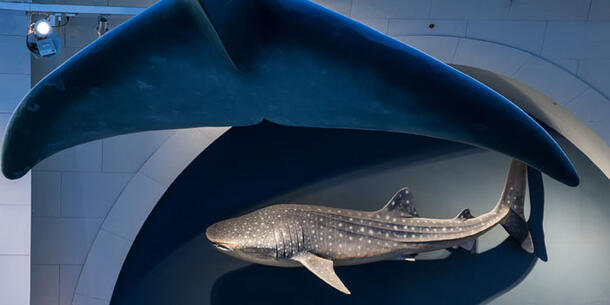 Tail of the blue whale is in view in the foreground and beyond it, the model of the whale shark is in view.