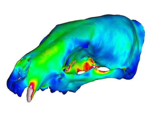 Heat map of carnivore skull.