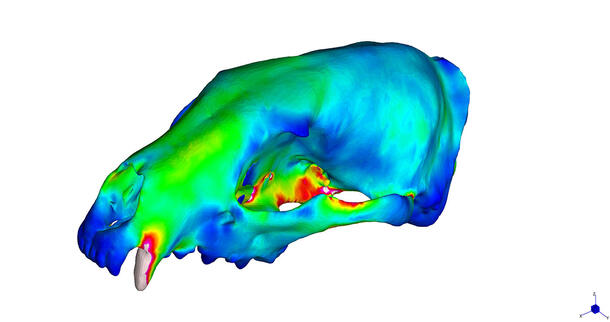 Heat map of a carnivora skull.