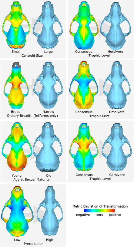 Seven side-by-side comparisons of skulls and heat maps.