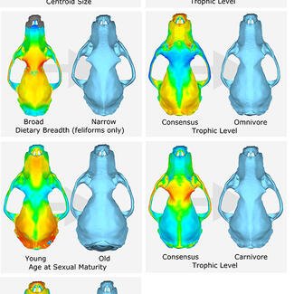 Seven side-by-side comparisons of skulls and heat maps.