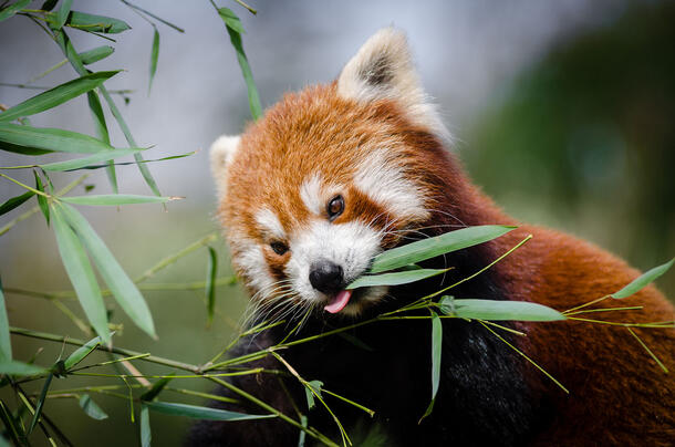 Red panda with bamboo leaves in mouth.