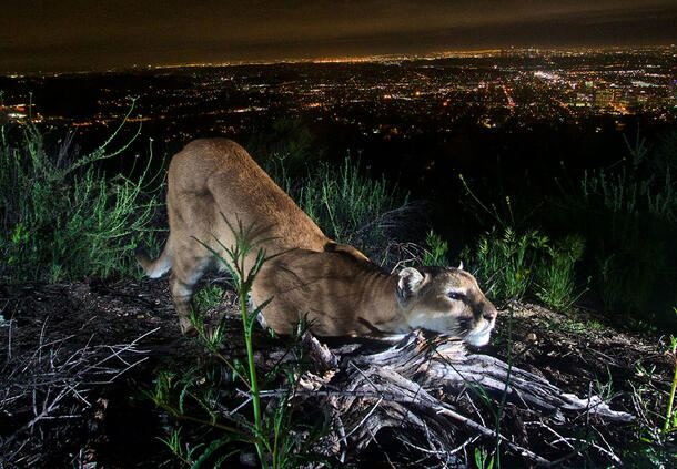 Mountain lion prowls a hilltop at night, overlooking the lights of Los Angeles.