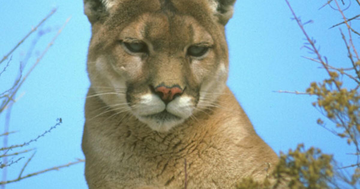 OpEd Why We Should Leave Cougars Where They Are AMNH